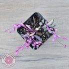 Othonna capensis variegated 'Opal Necklace'