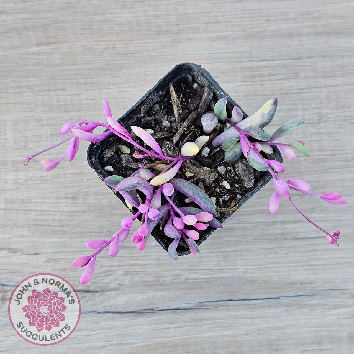 Othonna capensis variegated 'Opal Necklace'