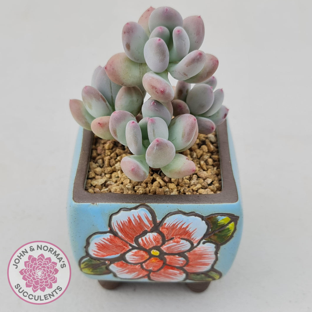 Pachyphytum garciae 'Apple Cheese' - John & Norma's Succulents Australia