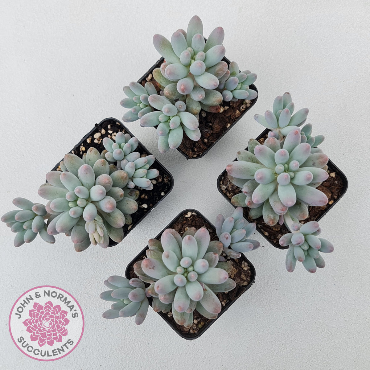 Pachyphytum Baby Finger - Multi Heads