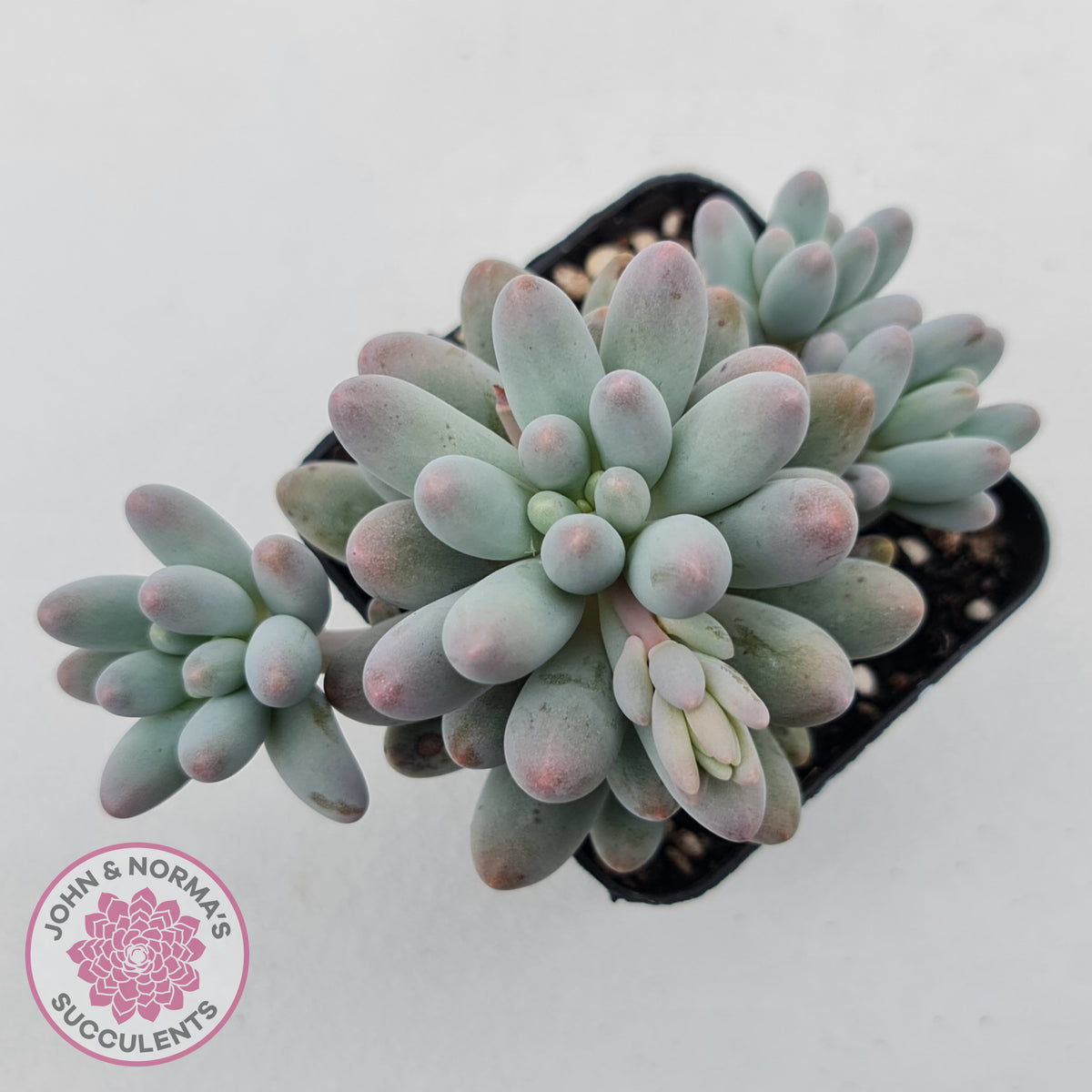 Pachyphytum Baby Finger - Multi Heads