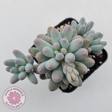 Load image into Gallery viewer, Pachyphytum Baby Finger - Multi Heads
