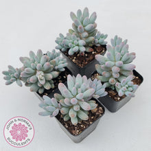 Load image into Gallery viewer, Pachyphytum Baby Finger - Multi Heads
