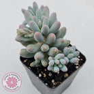 Pachyphytum Baby Finger - Multi Heads