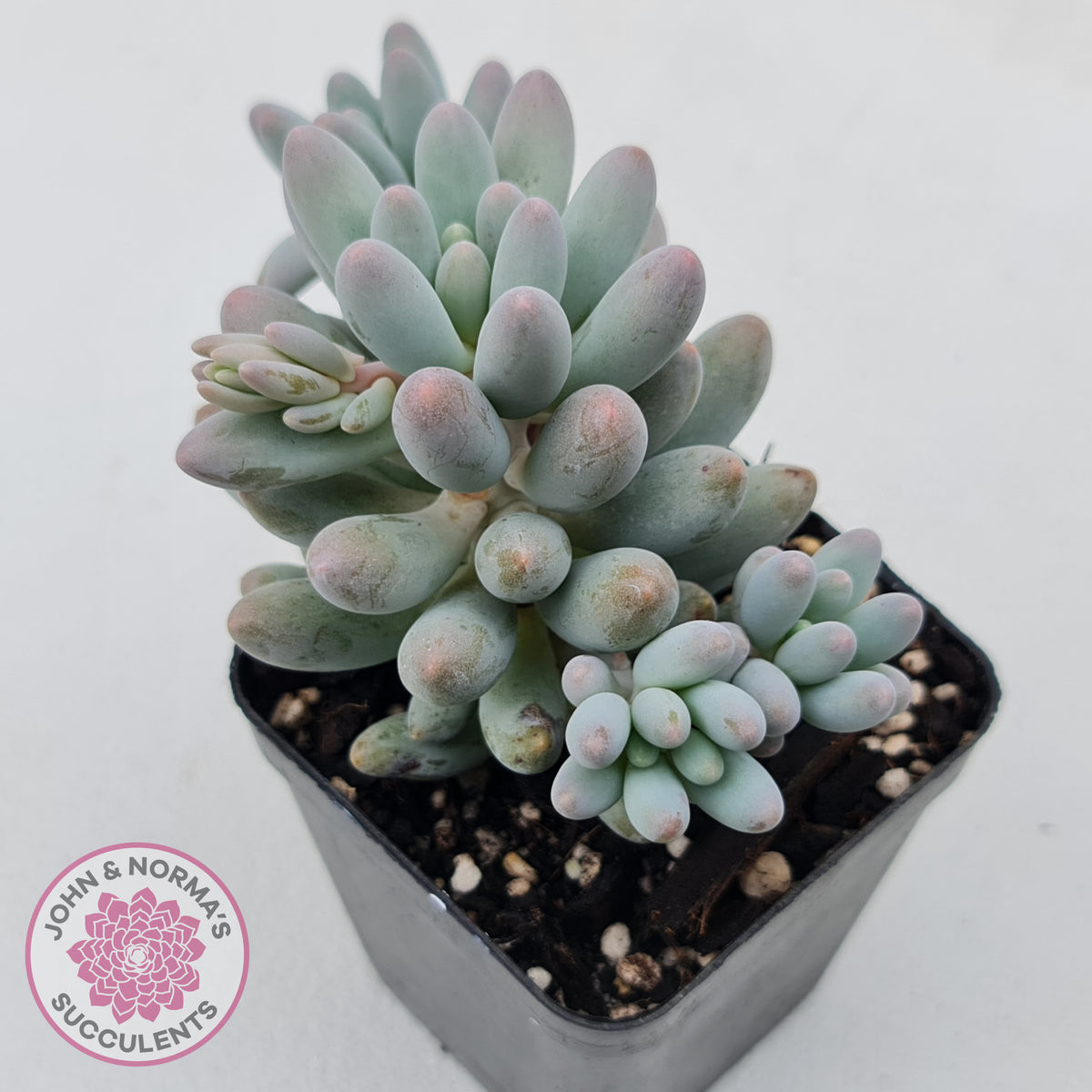 Pachyphytum Baby Finger - Multi Heads