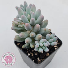 Load image into Gallery viewer, Pachyphytum Baby Finger - Multi Heads
