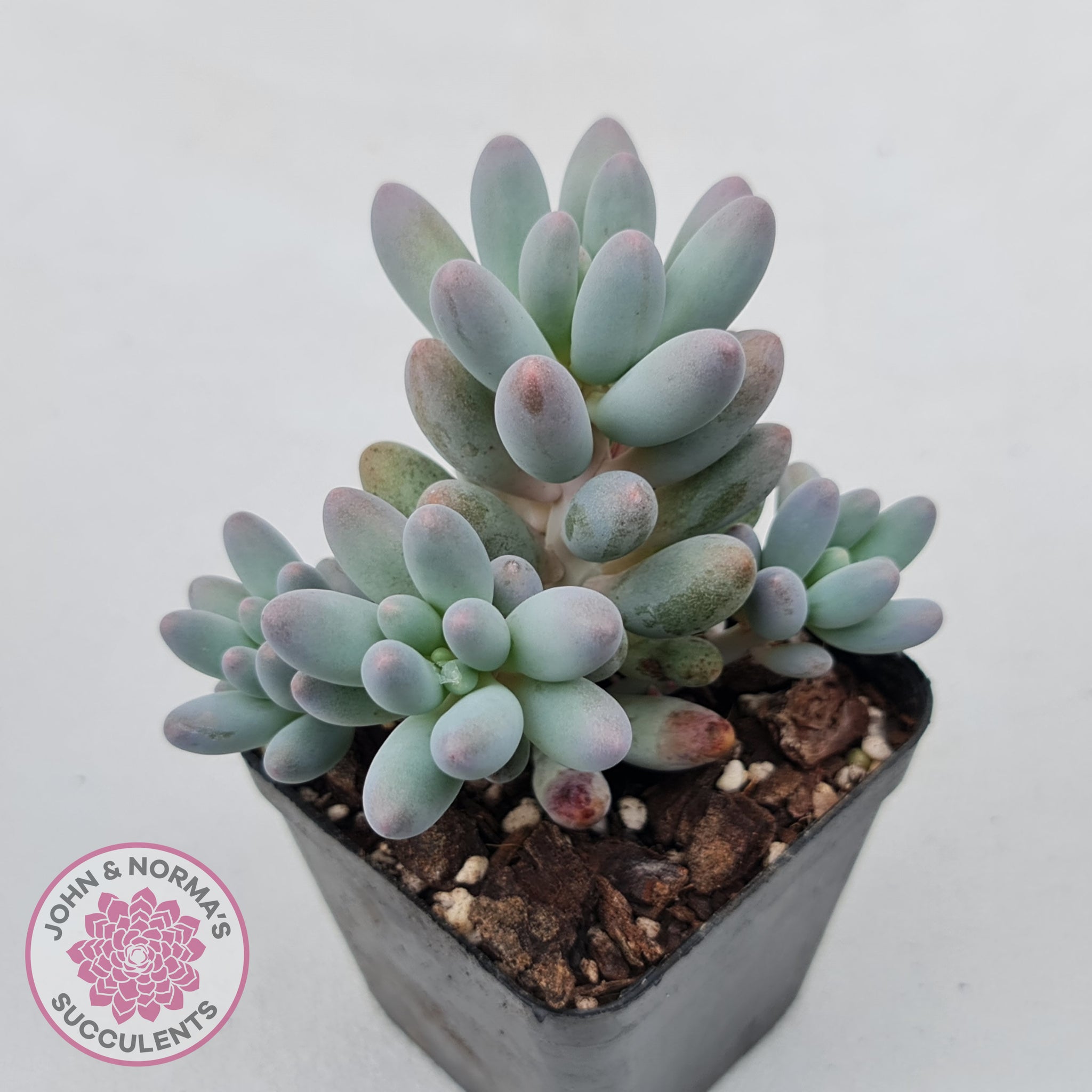 succulent with fingers Buy Pachyphytum Baby Finger - Multi Heads Australia