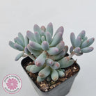 Pachyphytum Baby Finger - Multi Heads