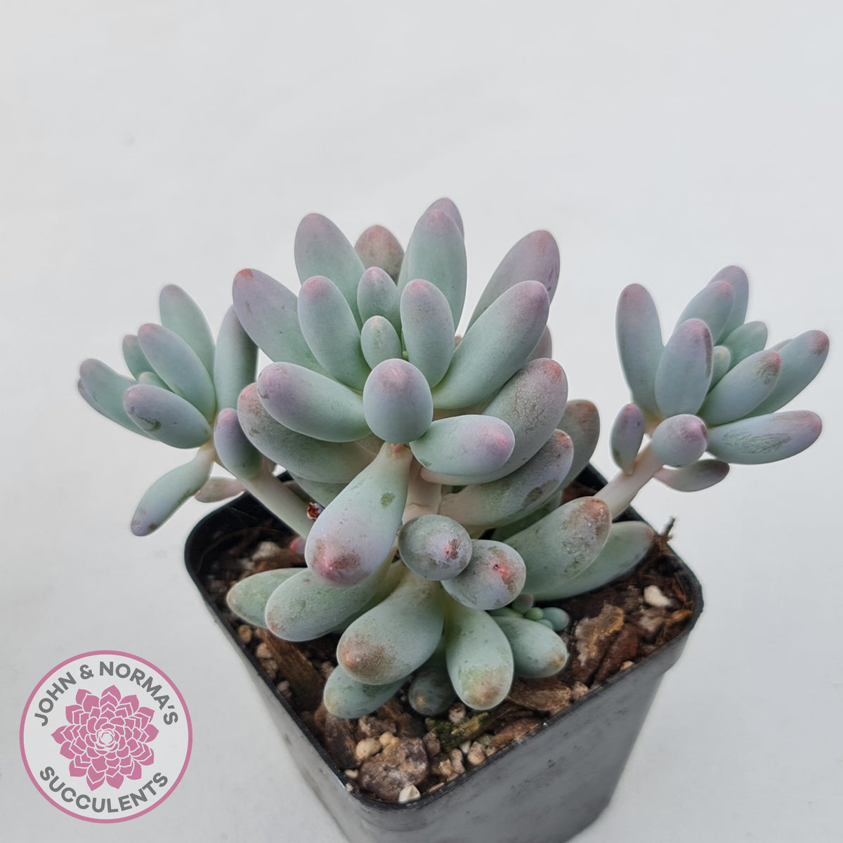 Pachyphytum Baby Finger - Multi Heads