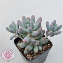 Load image into Gallery viewer, Pachyphytum Baby Finger - Multi Heads
