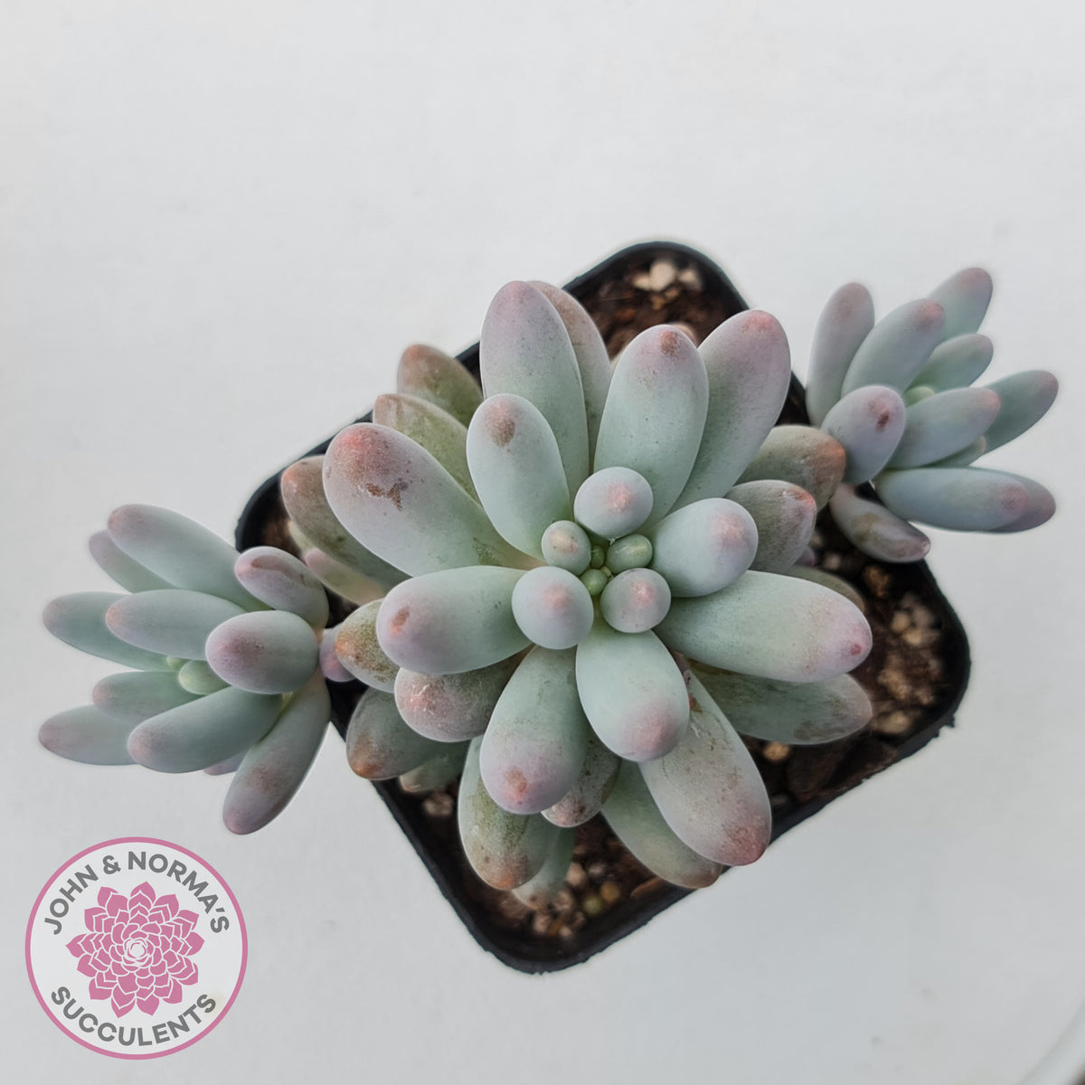 Pachyphytum Baby Finger - Multi Heads