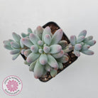 Pachyphytum Baby Finger - Multi Heads