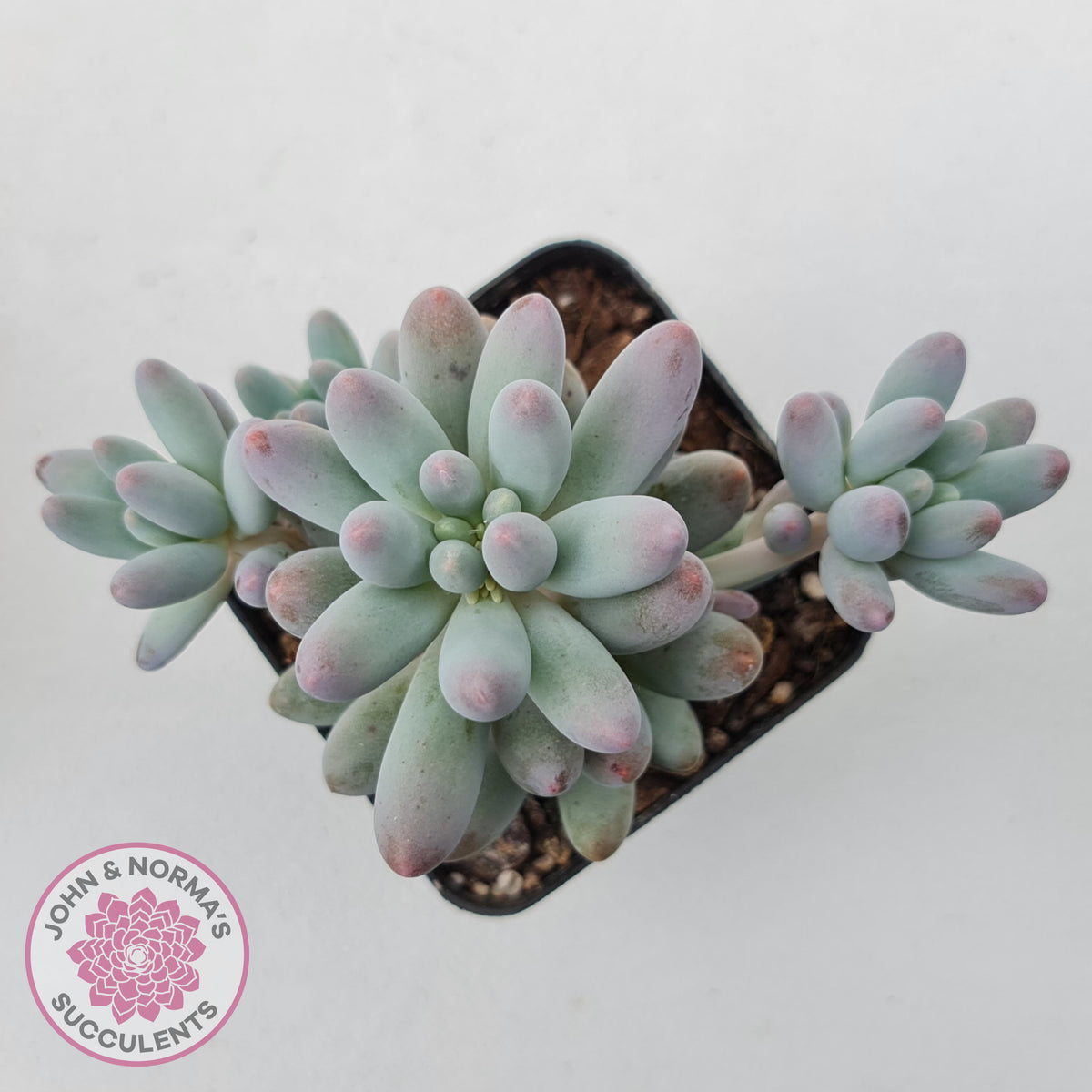 Pachyphytum Baby Finger - Multi Heads