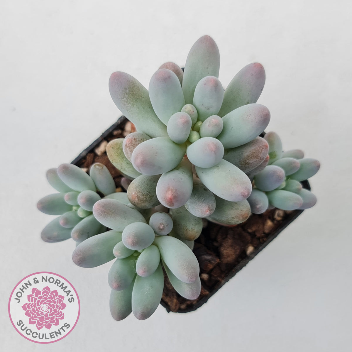 Pachyphytum Baby Finger - Multi Heads