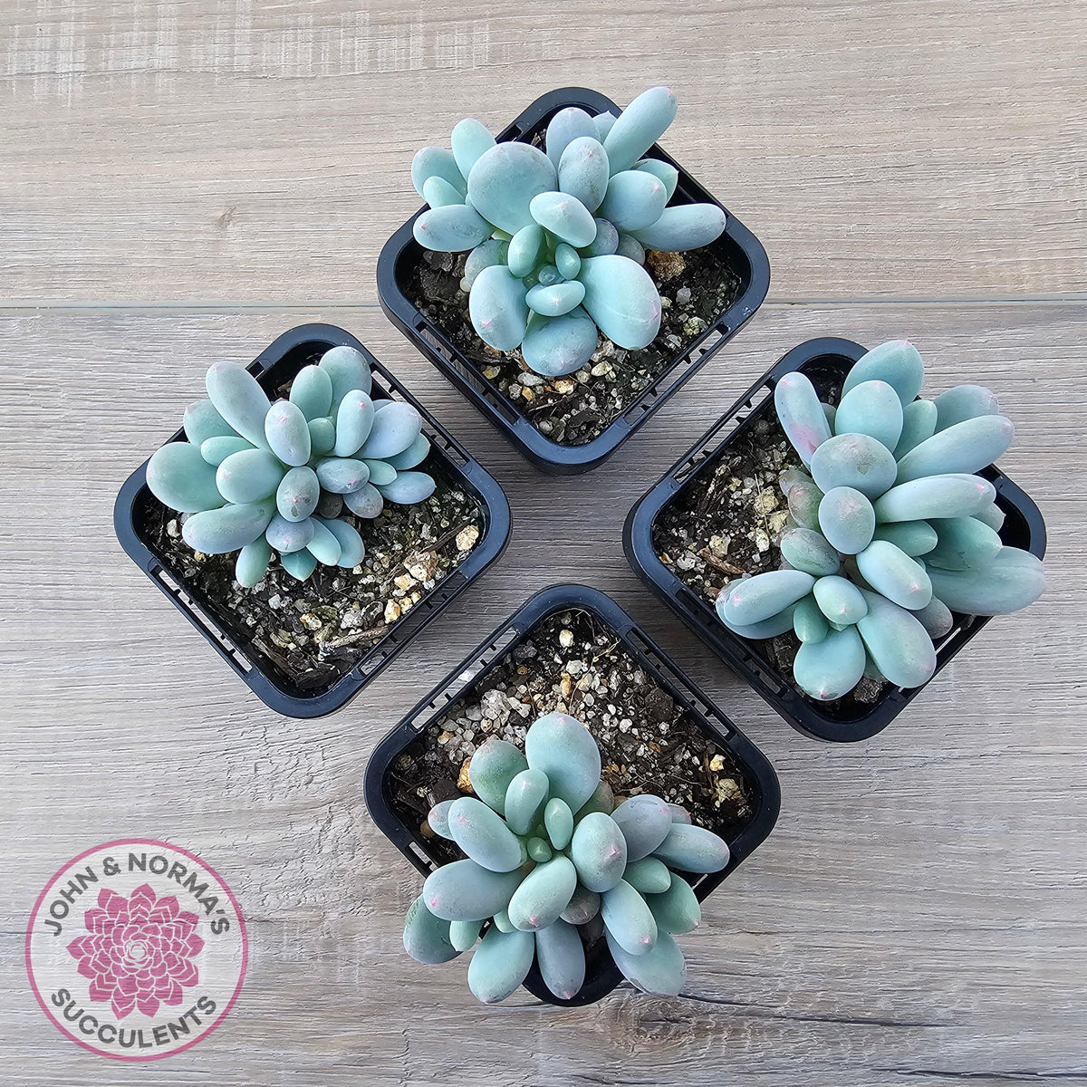 Pachyphytum 'Blue Baby'