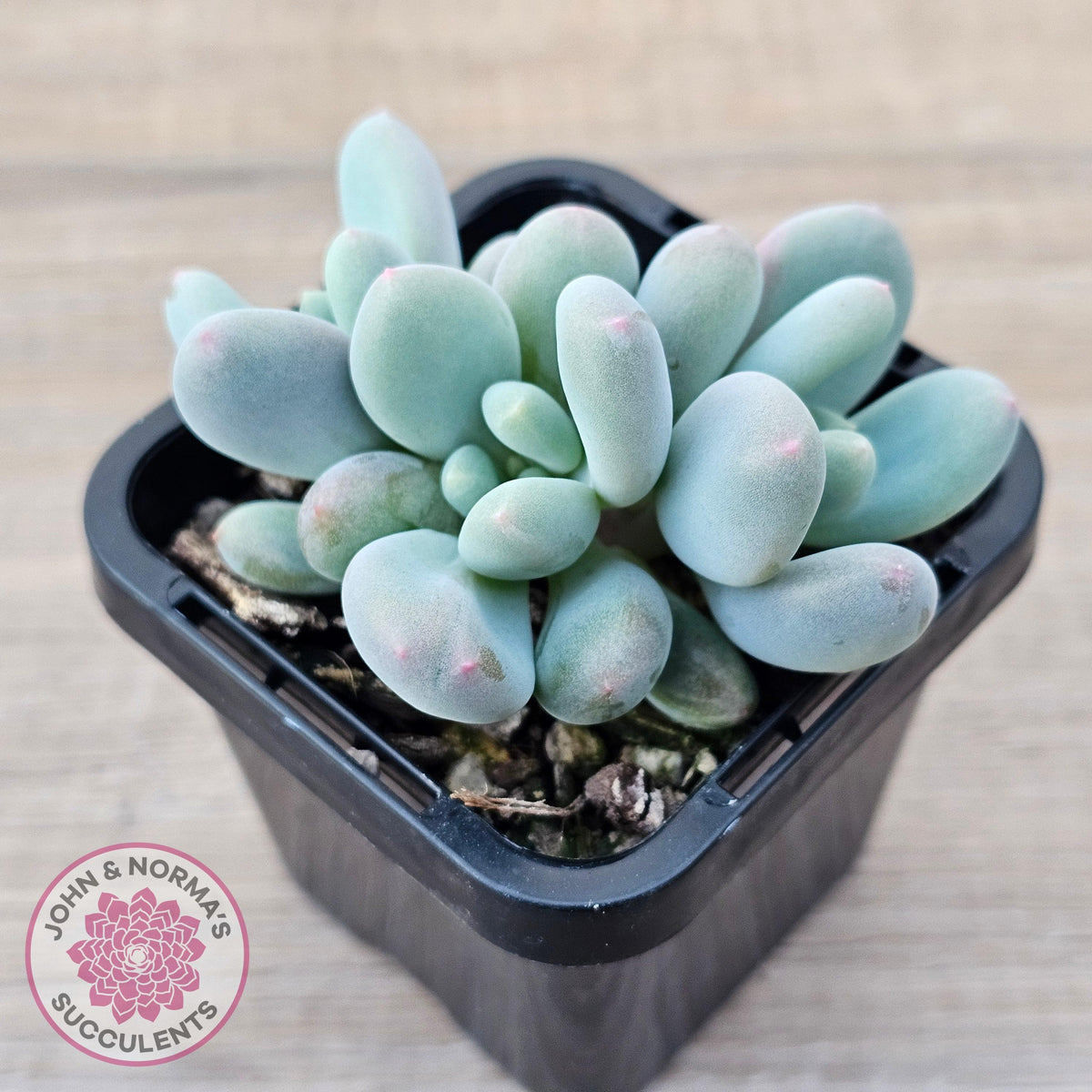 Pachyphytum 'Blue Baby'