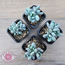 Load image into Gallery viewer, Pachyphytum &#39;Blue Baby&#39; (multi) - John &amp; Norma&#39;s Succulents Australia
