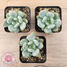 Pachyphytum 'Blue Baby'