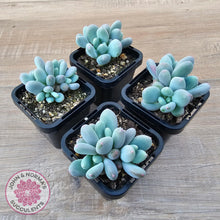 Load image into Gallery viewer, Pachyphytum &#39;Blue Baby&#39; (multi) - John &amp; Norma&#39;s Succulents Australia
