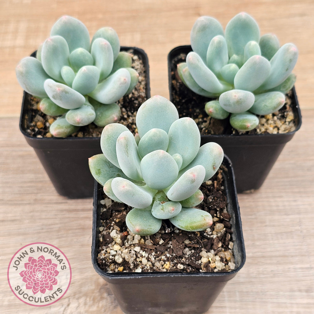 Pachyphytum 'Blue Baby'