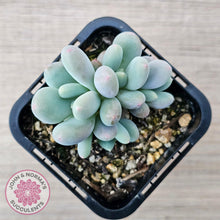 Load image into Gallery viewer, Pachyphytum &#39;Blue Baby&#39; (multi) - John &amp; Norma&#39;s Succulents Australia
