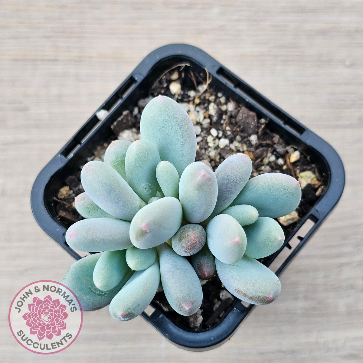 Pachyphytum 'Blue Baby'