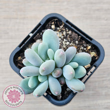 Load image into Gallery viewer, Pachyphytum &#39;Blue Baby&#39; (multi) - John &amp; Norma&#39;s Succulents Australia
