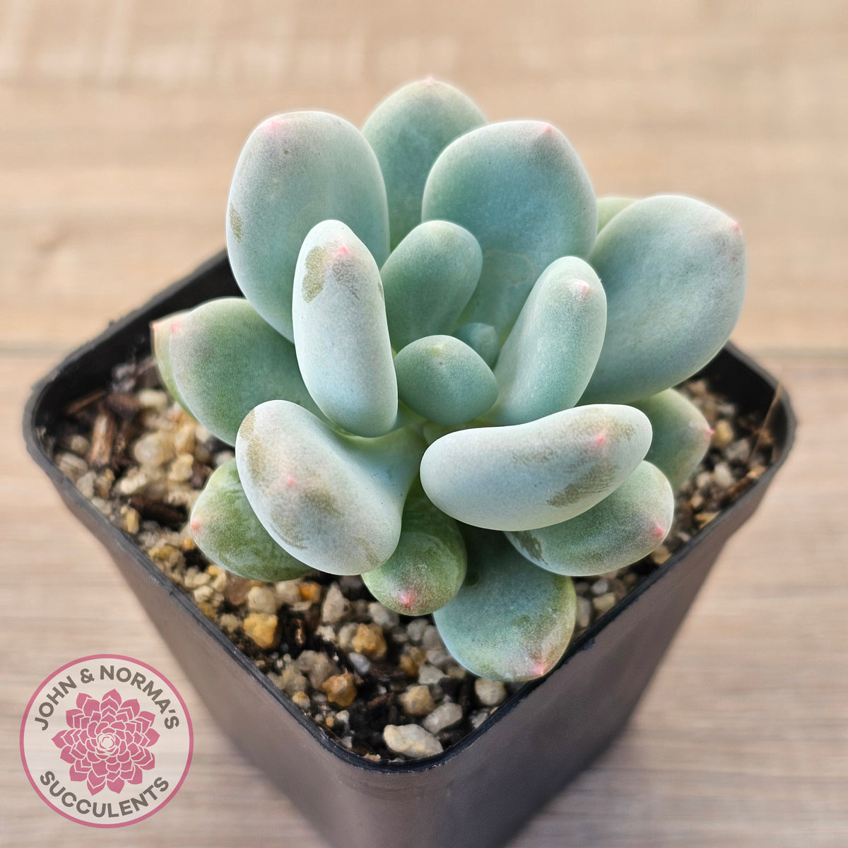 Pachyphytum 'Blue Baby'