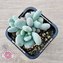 Load image into Gallery viewer, Pachyphytum &#39;Blue Baby&#39; (multi) - John &amp; Norma&#39;s Succulents Australia
