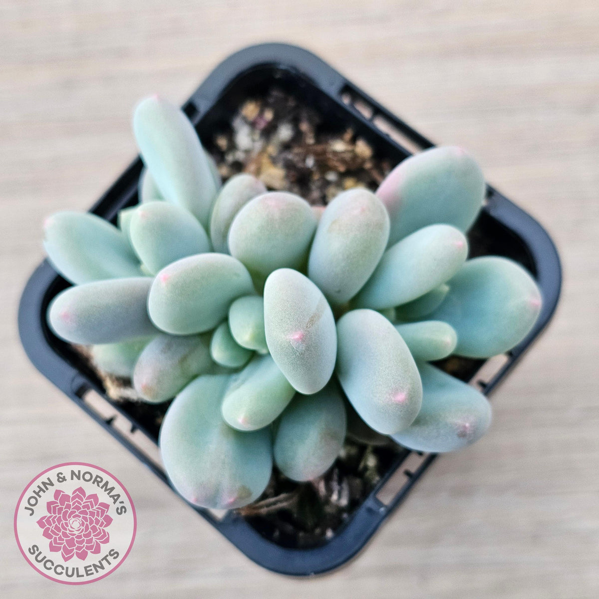 Pachyphytum 'Blue Baby'