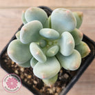Pachyphytum 'Blue Baby'