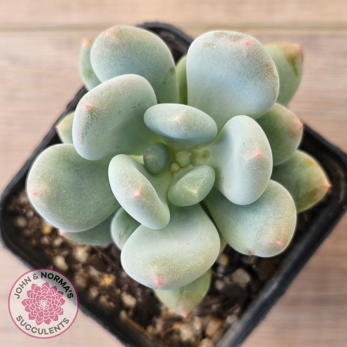 Pachyphytum 'Blue Baby'