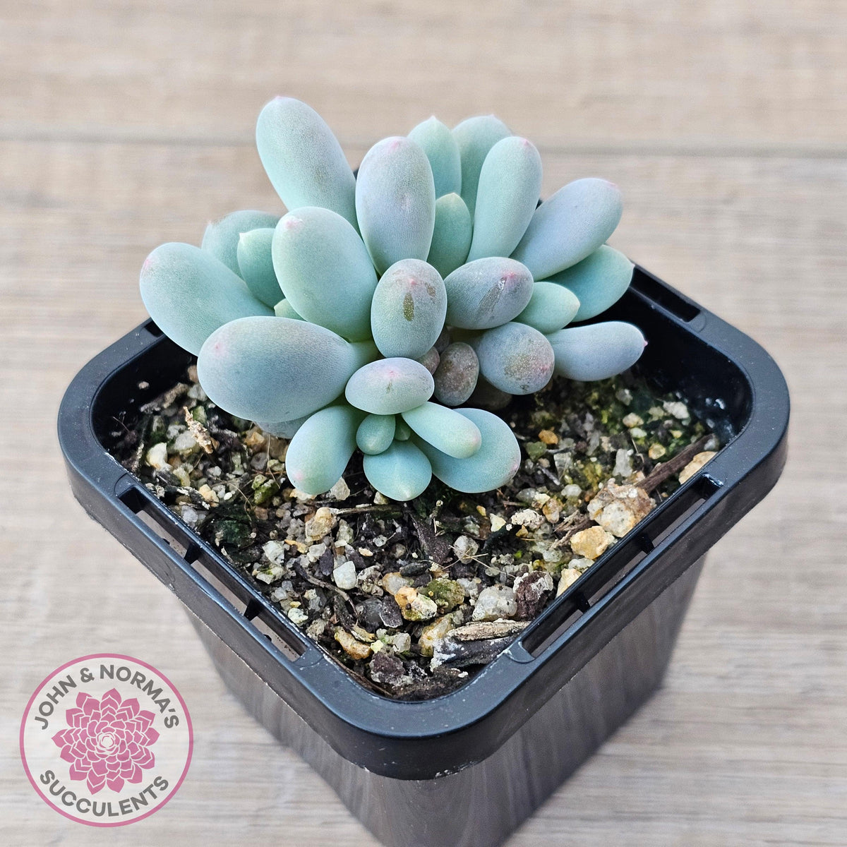 Pachyphytum 'Blue Baby'