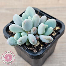 Load image into Gallery viewer, Pachyphytum &#39;Blue Baby&#39; (multi) - John &amp; Norma&#39;s Succulents Australia
