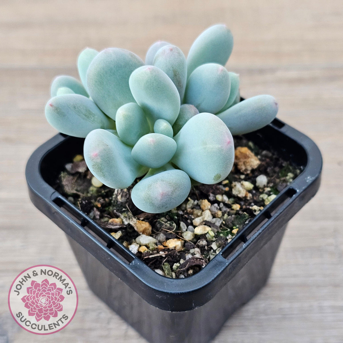 Pachyphytum 'Blue Baby'