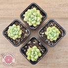 Pachyphytum 'Bubble Gum' - Korean Form