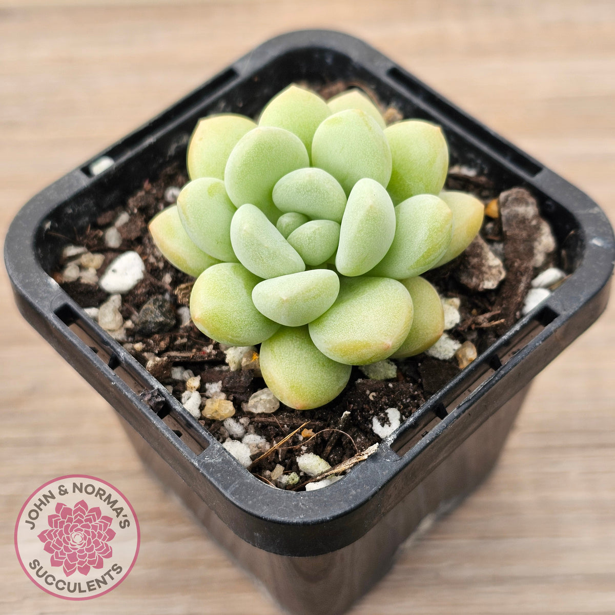 Pachyphytum 'Bubble Gum' - Korean Form