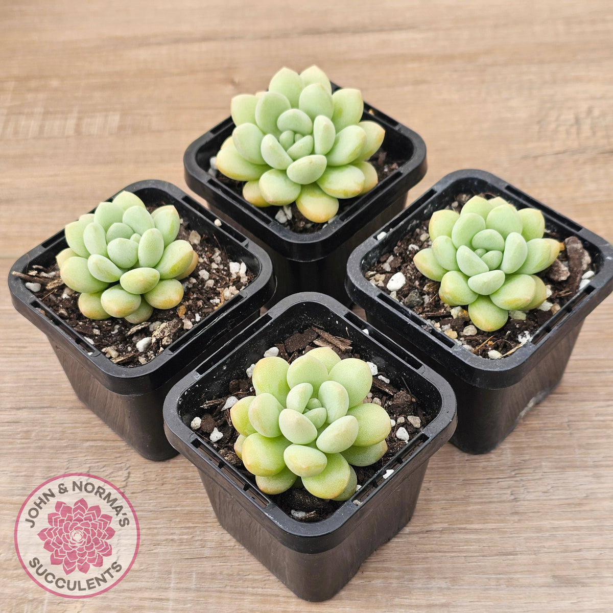 Pachyphytum 'Bubble Gum' - Korean Form