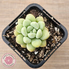Pachyphytum 'Bubble Gum' - Korean Form