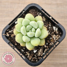 Load image into Gallery viewer, Pachyphytum &#39;Bubble Gum&#39; - Korean Form
