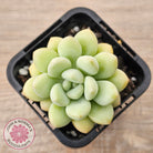 Pachyphytum 'Bubble Gum' - Korean Form