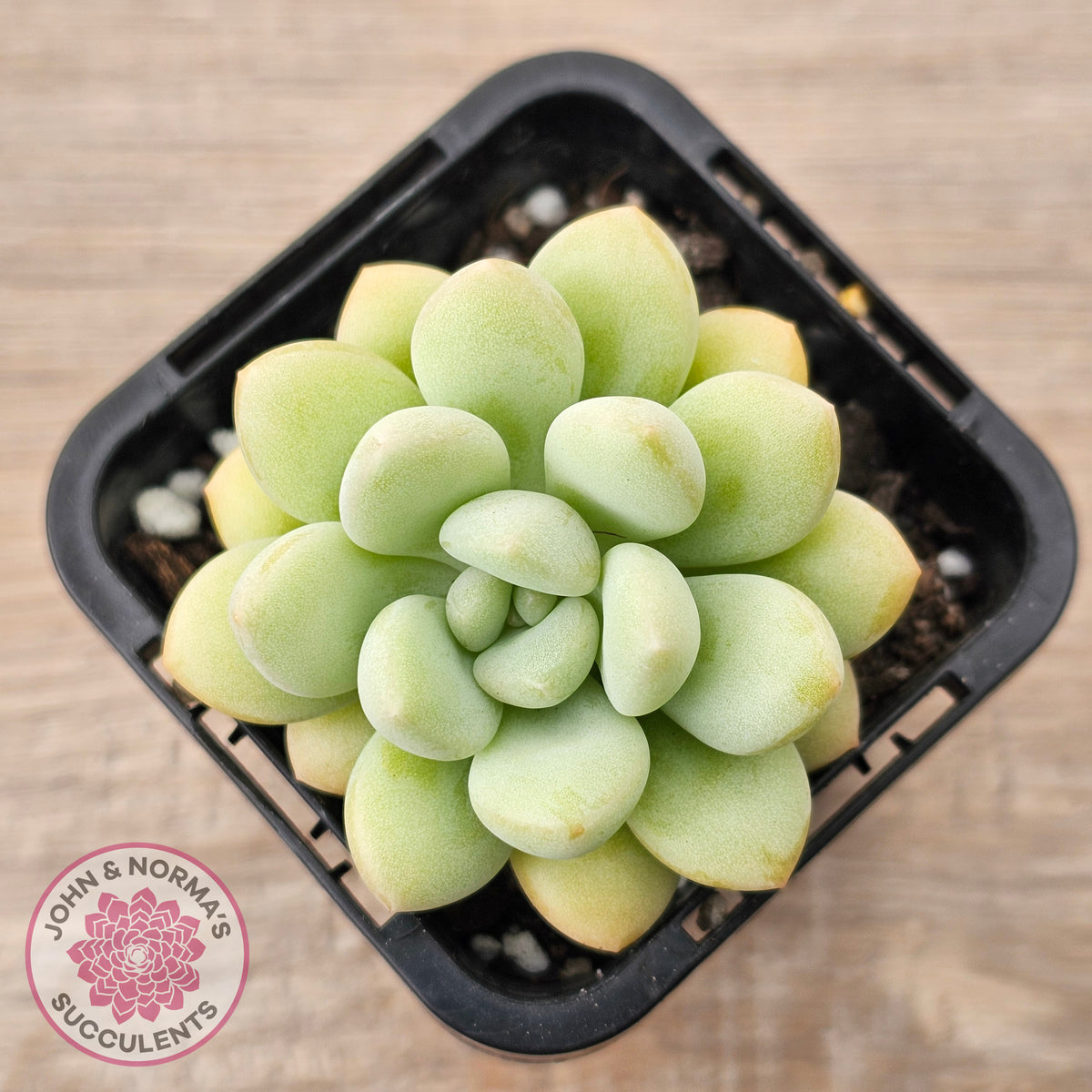 Pachyphytum 'Bubble Gum' - Korean Form