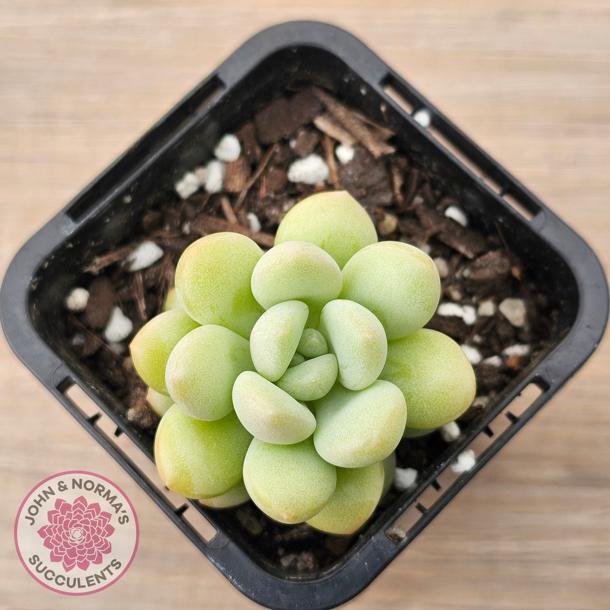 Pachyphytum 'Bubble Gum' - Korean Form