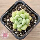 Pachyphytum 'Bubble Gum' - Korean Form