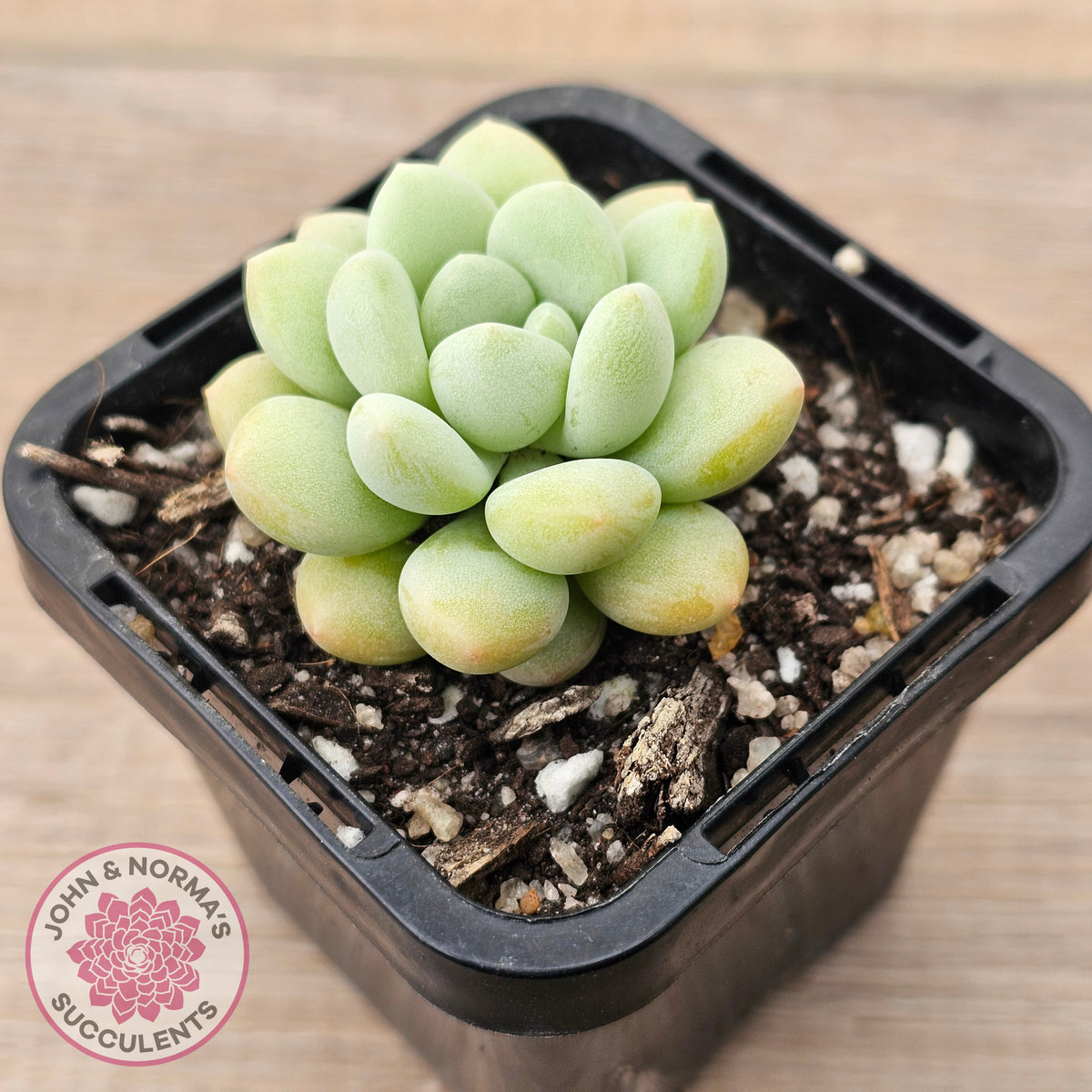 Pachyphytum 'Bubble Gum' - Korean Form