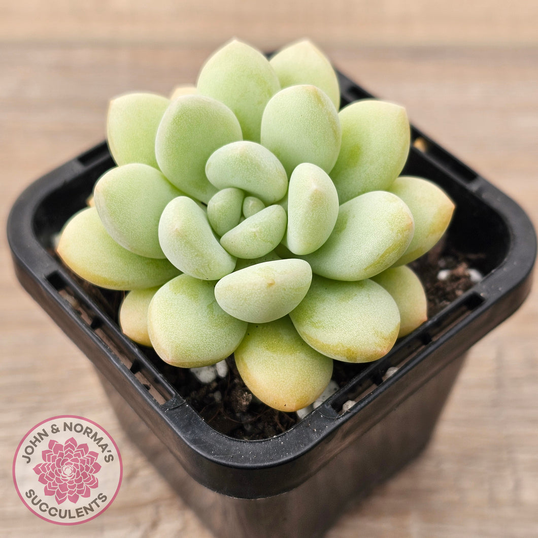 Pachyphytum 'Bubble Gum' - Korean Form