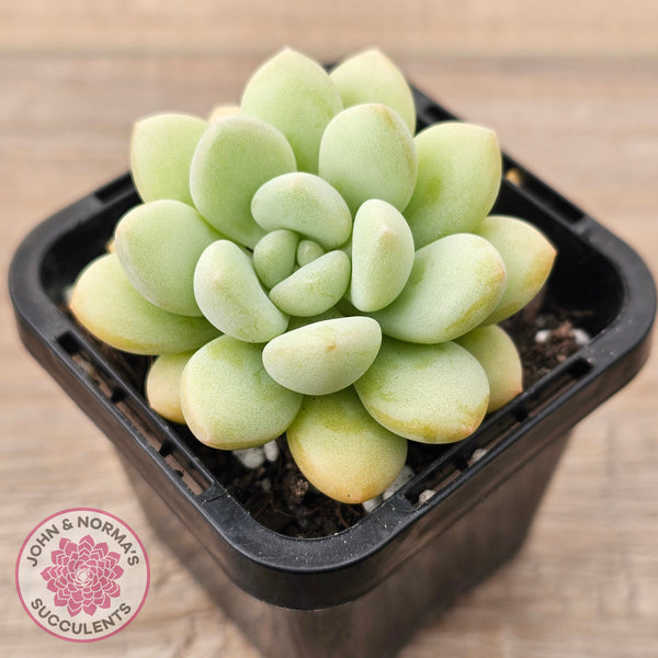 bubblegum succulent Buy Pachyphytum 'Bubble Gum' - Korean Form Australia