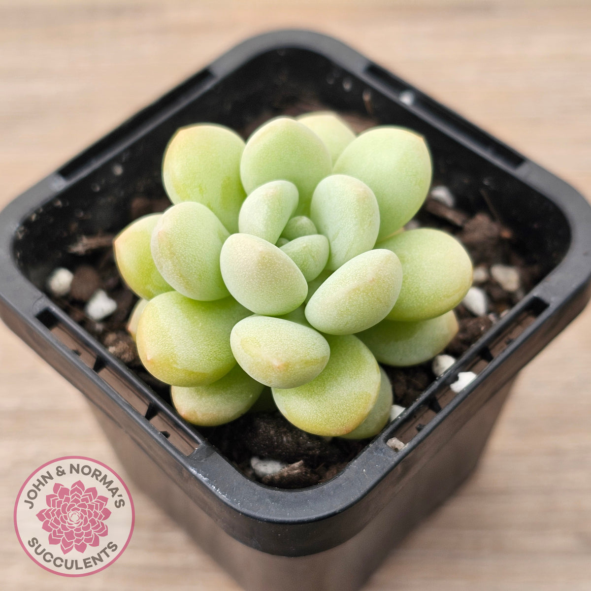 Pachyphytum 'Bubble Gum' - Korean Form