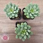 Pachyphytum Bubble Gum