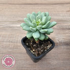 Pachyphytum Bubble Gum